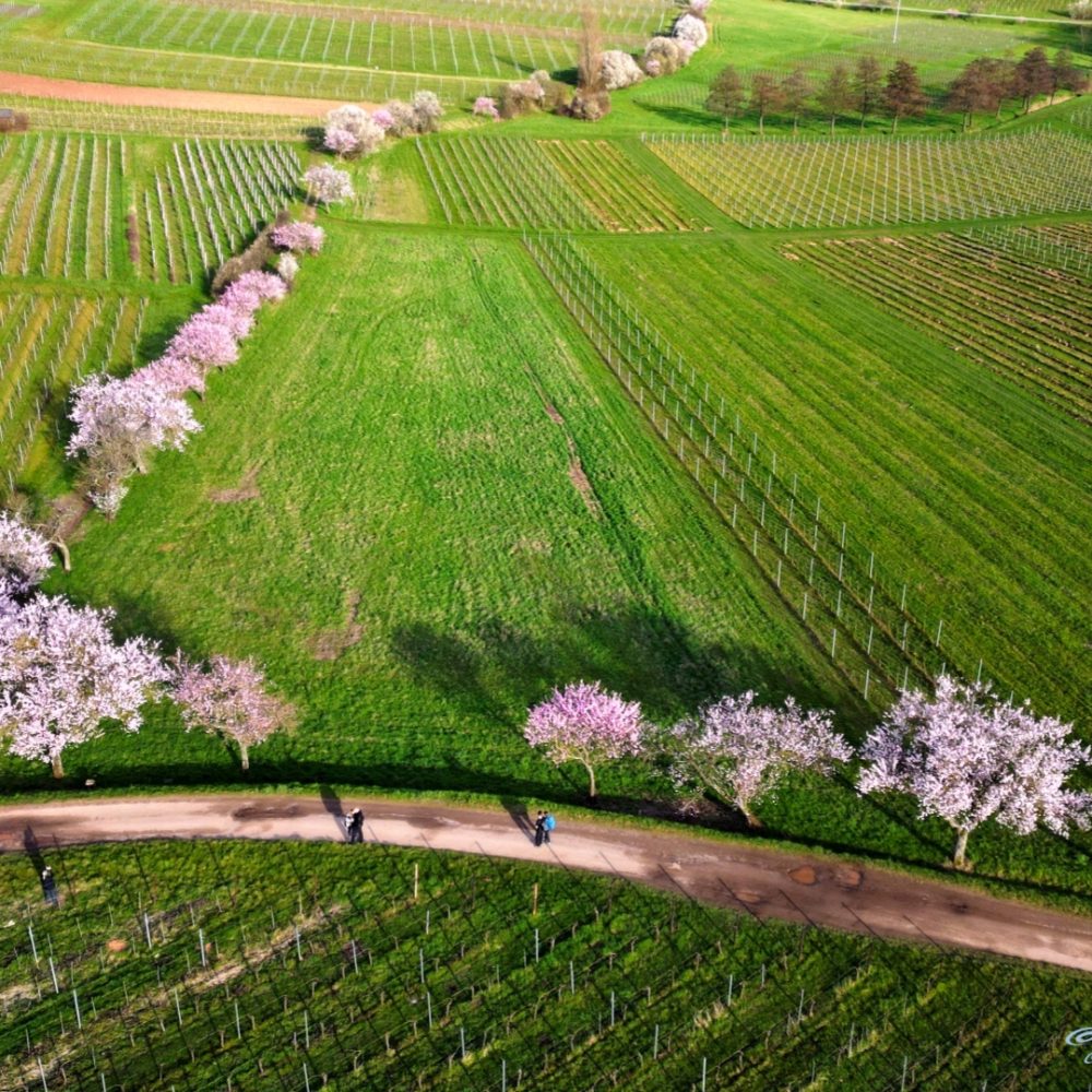 Mandelbäume und Mandelblüten in Rheinland Pfalz