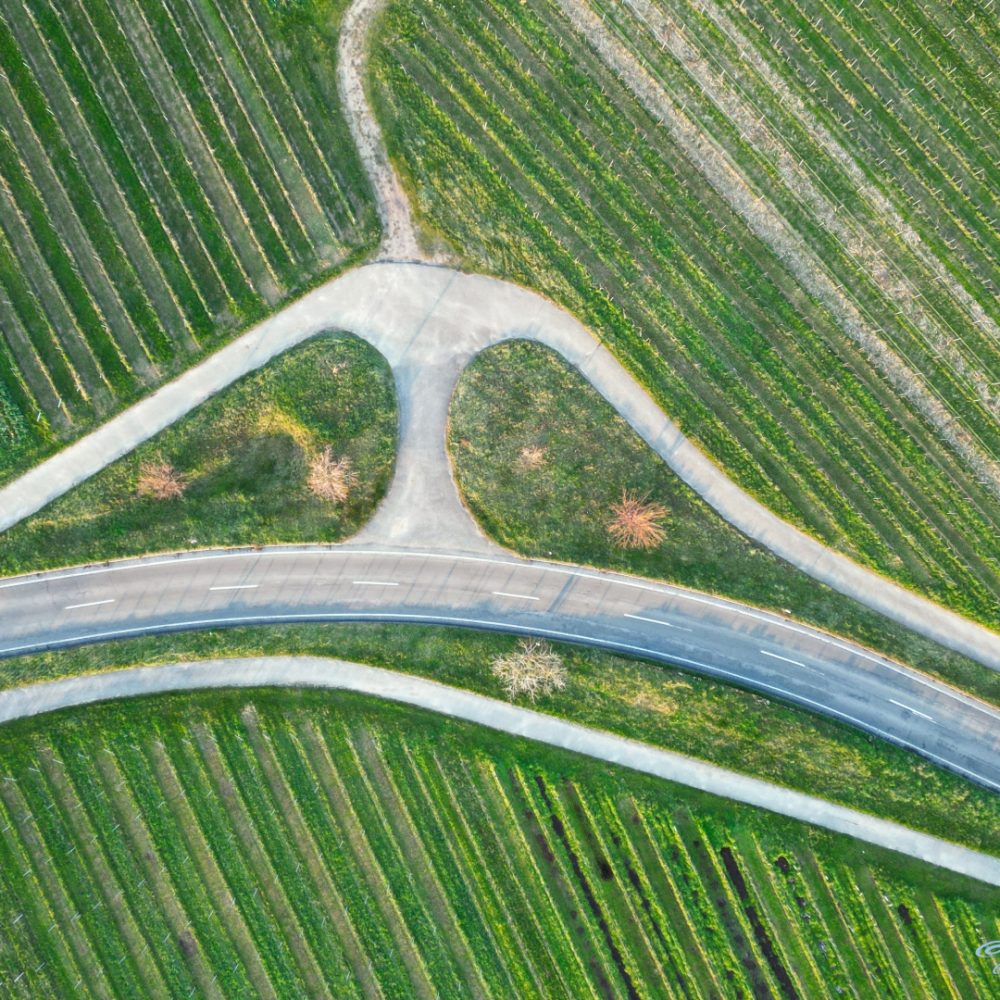 Straße und Feldwege in den Pfälzer Weinbergen